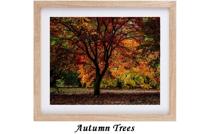 Autumn Trees And Foilage Print